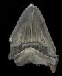 Partial, Megalodon Tooth - Serrated Blade #57893-1